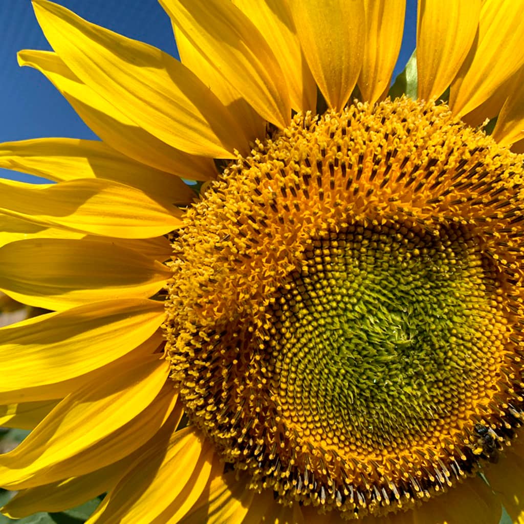 Girasol de boca