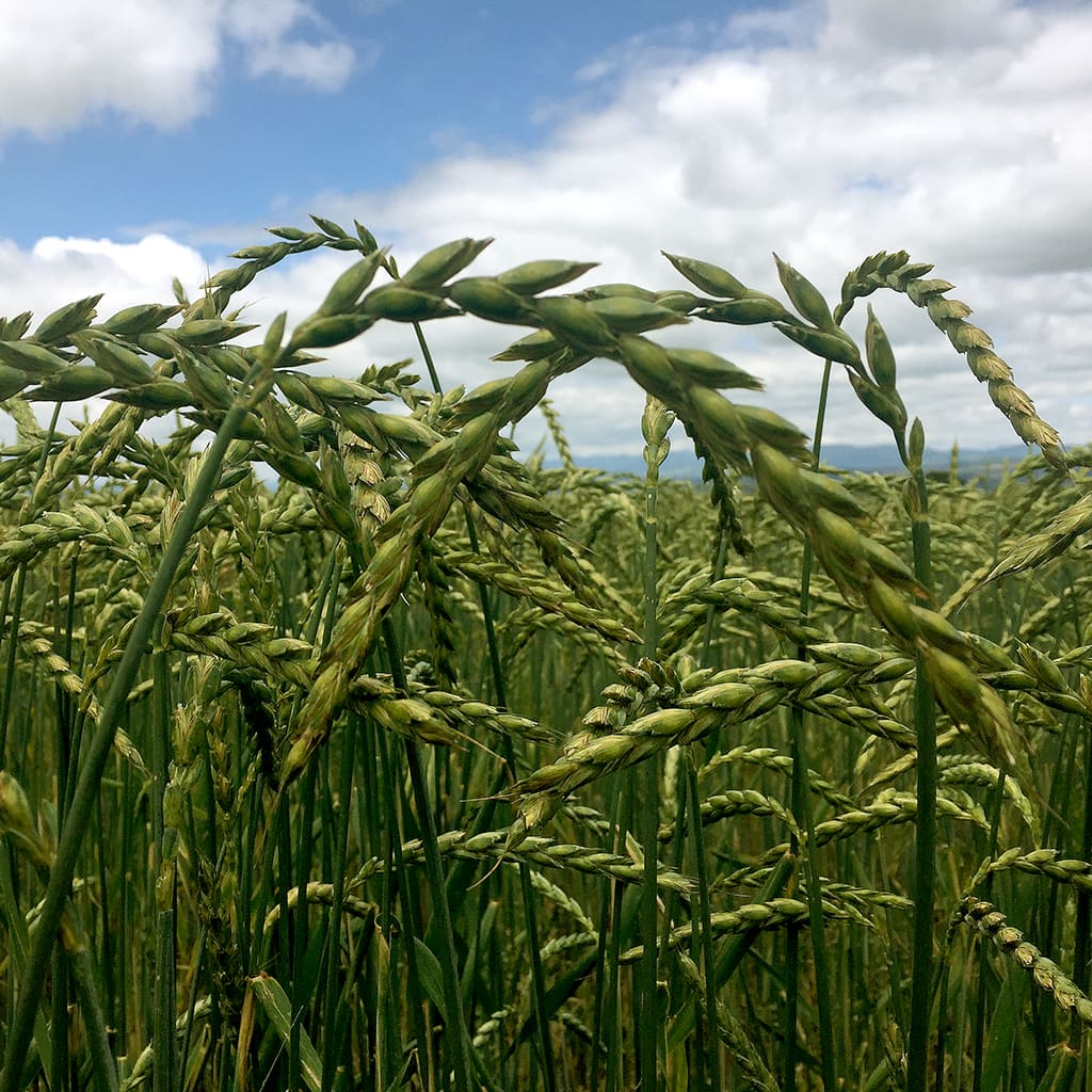 Cultivo Cecosa de Trigo Espelta